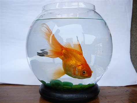 Fish in bowl. Things To Know About Fish in bowl. 